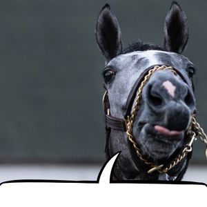 Image post by @ChurchillDowns on Twitter