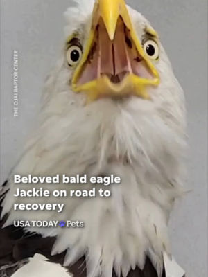 Video post by @usatoday on TikTok