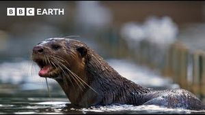 Video post by @bbcearth on YouTube