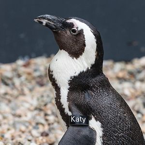 Image post by @sandiegozoo on Instagram