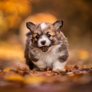 Image post by @animalplanet on Instagram