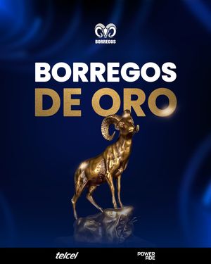 Image post by @borregostec on Instagram