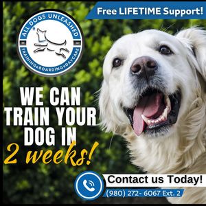 Image post by @alldogsunleashed_clt on Instagram