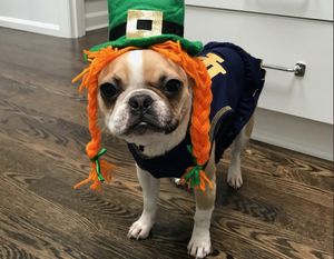Image post by @thefightingirish on Instagram