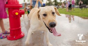 Image post by @tempeparksandrec on Instagram