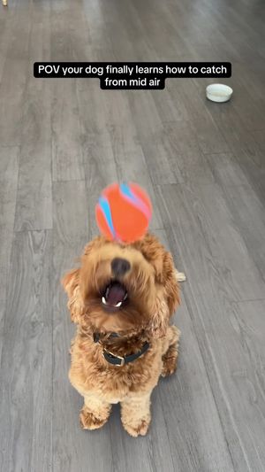 Video post by @tedflixnchill on TikTok