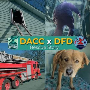 Image post by @DetroitGSD on Facebook