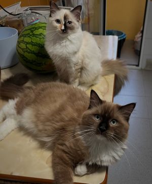 Image post by @brunrik.and.pyrene.ragdolls on Instagram