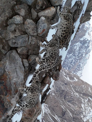 Video post by @bbcearth on TikTok
