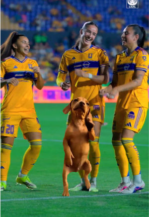 Video post by @clubtigresfemenil on TikTok