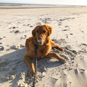 Image post by @pancake.thegolden on Instagram