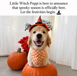 Image post by @pearl.the.golden.girl on Instagram