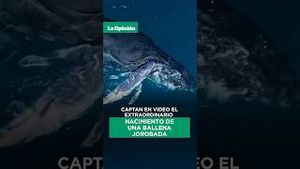 Video post by @laopinionla on YouTube