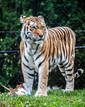 Image post by @thetorontozoo on Instagram