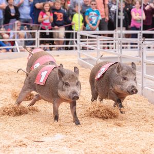 Image post by @michiganstatefair on Instagram