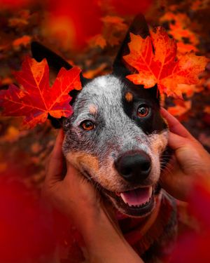 Image post by @triumphpetfood on Instagram