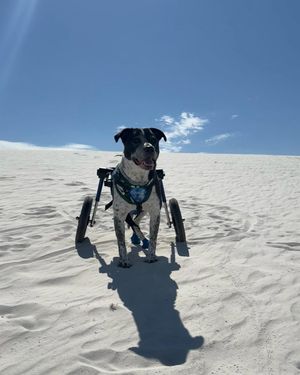 Image post by @walkinpets on Instagram