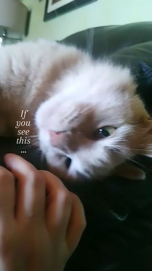 Video post by @alyshiafaith on Instagram