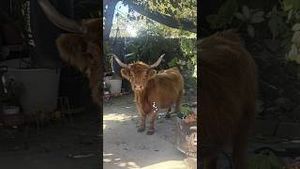 Video post by @kmphfox26 on YouTube