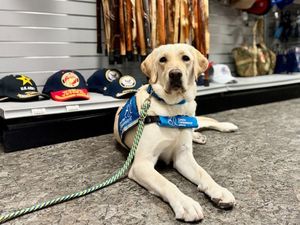 Image post by @canineorg on Instagram
