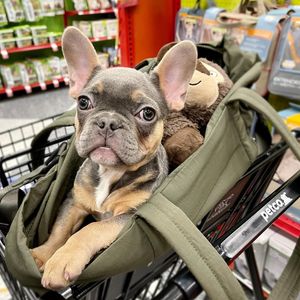 Image post by @petco on Instagram