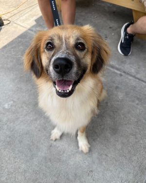 Image post by @heartsandbonesrescue on Instagram