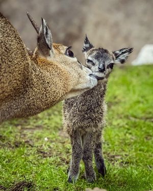 Image post by @sandiegozoo on Instagram