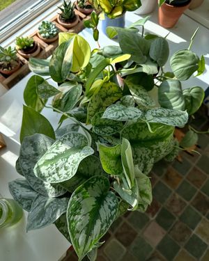 Image post by @reenasplants on Instagram