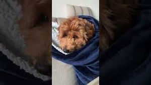 Video post by @tedflixnchill on YouTube