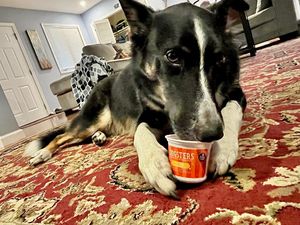 Image post by @dogstersicecream on Instagram