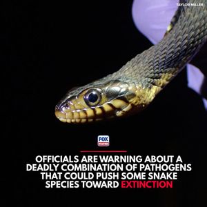 Video post by @foxweather on TikTok