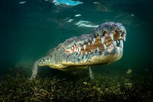 Image post by @discovery on Instagram