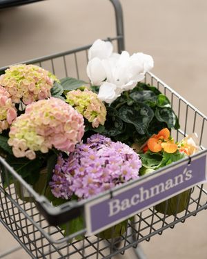 Image post by @shopbachmans on Instagram