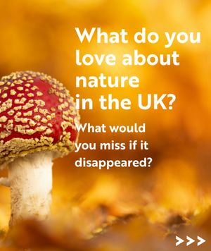 Image post by @rspb on Instagram