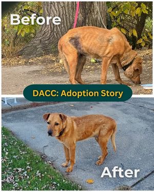 Image post by @DetroitGSD on Facebook