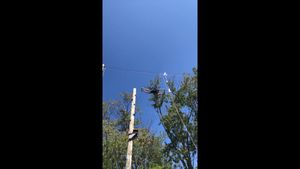 Video post by @fernresort on Facebook