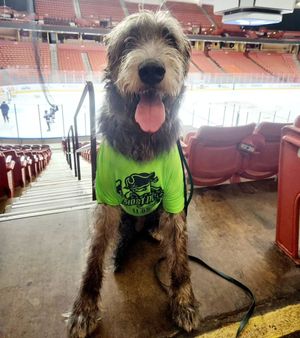Image post by @thesavannahwolfhound on Instagram