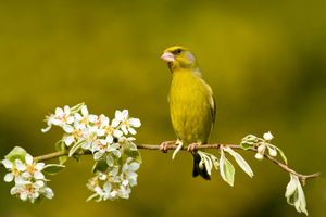 Image post by @rspb on Instagram