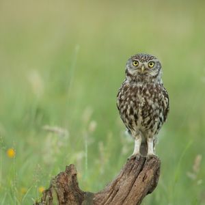 Image post by @rspb on Instagram