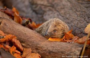 Image post by @rspb on Instagram
