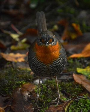 Image post by @fauna.patagonia on Instagram