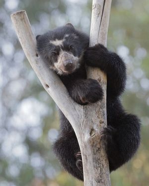 Image post by @sandiegozoo on Instagram