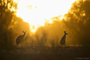Image post by @robertirwinphotography on Instagram