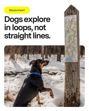 Image post by @fi.dogs on Instagram