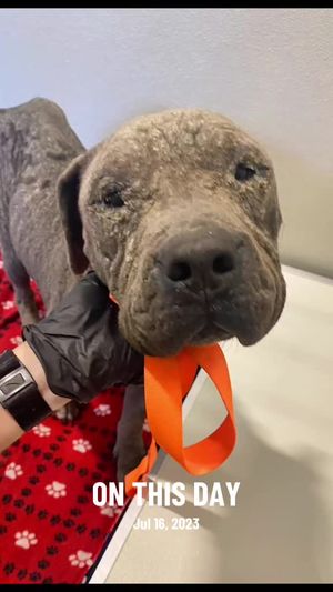 Video post by @jessiethethriftwitchh on TikTok