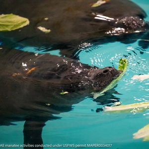Image post by @animalplanet on Instagram