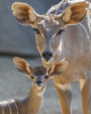 Image post by @sandiegozoo on Instagram