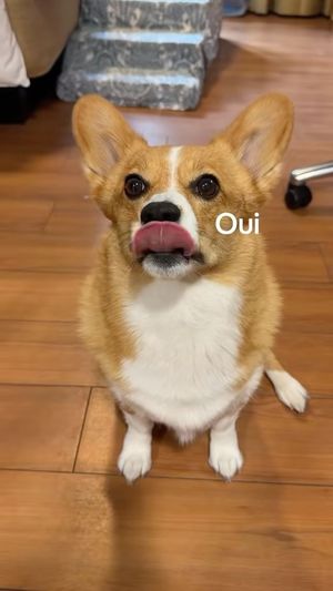 Video post by @ziggythecorg on Facebook