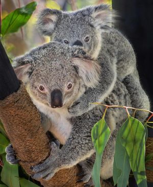 Image post by @sandiegozoo on Instagram