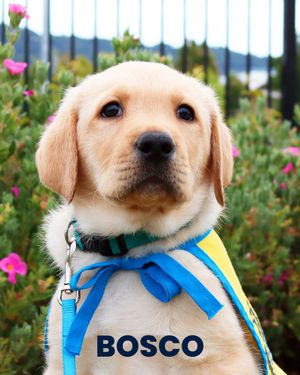 Image post by @canineorg on Instagram